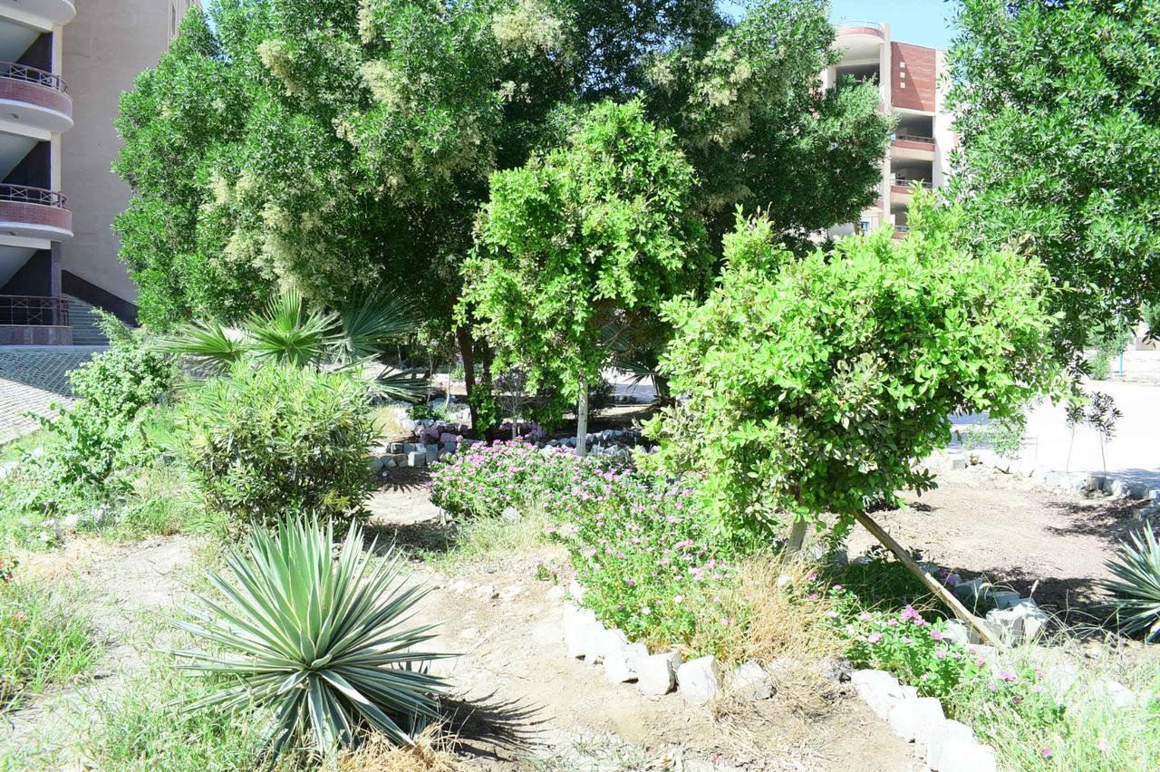 رئيس جامعة سوهاج يقود مبادرة لزراعة 750 مترًا من المساحات الخضراء بكلية الهندسة