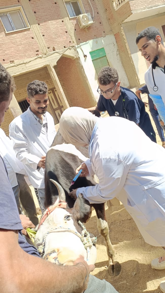 جامعة سوهاج تواصل إطلاق قوافلها البيطرية المجانية لقرية سفلاق