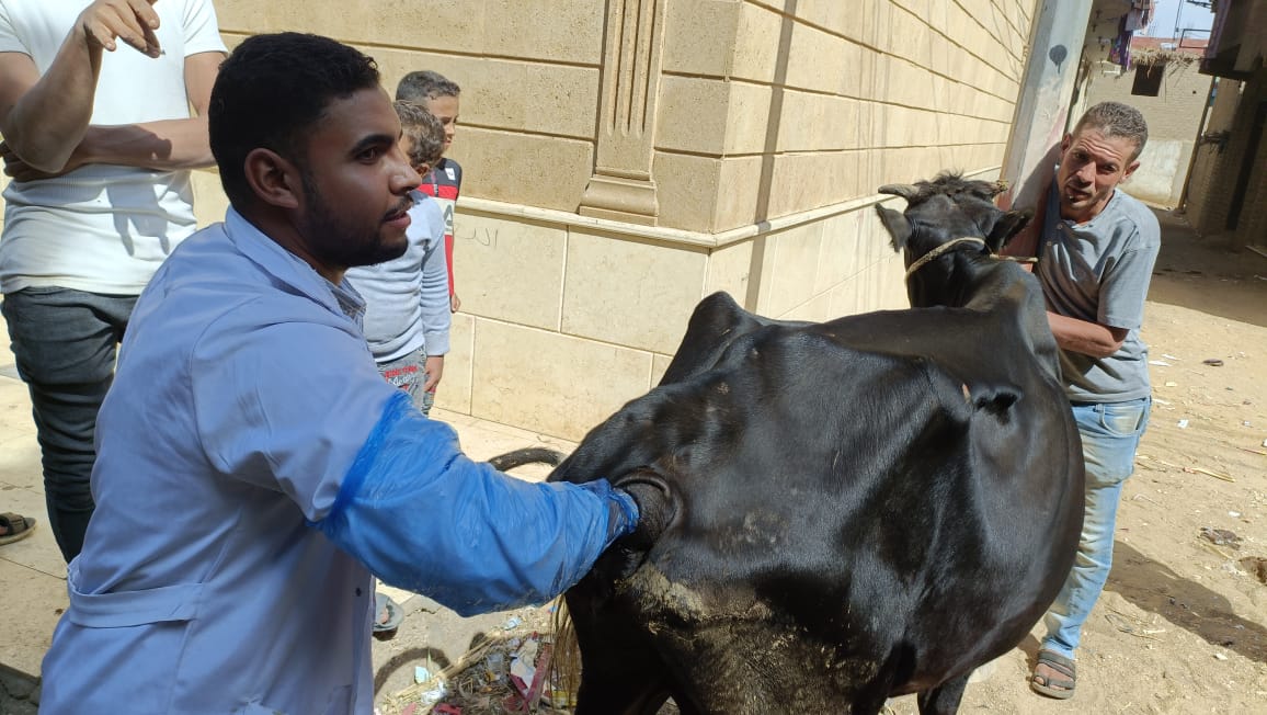 جامعة سوهاج تواصل إطلاق قوافلها البيطرية المجانية لقرية سفلاق