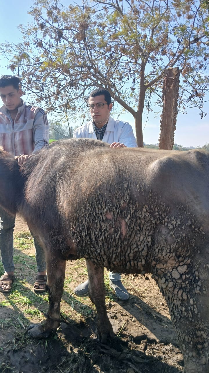 جامعة الزقازيق تُطلق قافلة بيطرية مجانية لخدمة قرية الشبانات