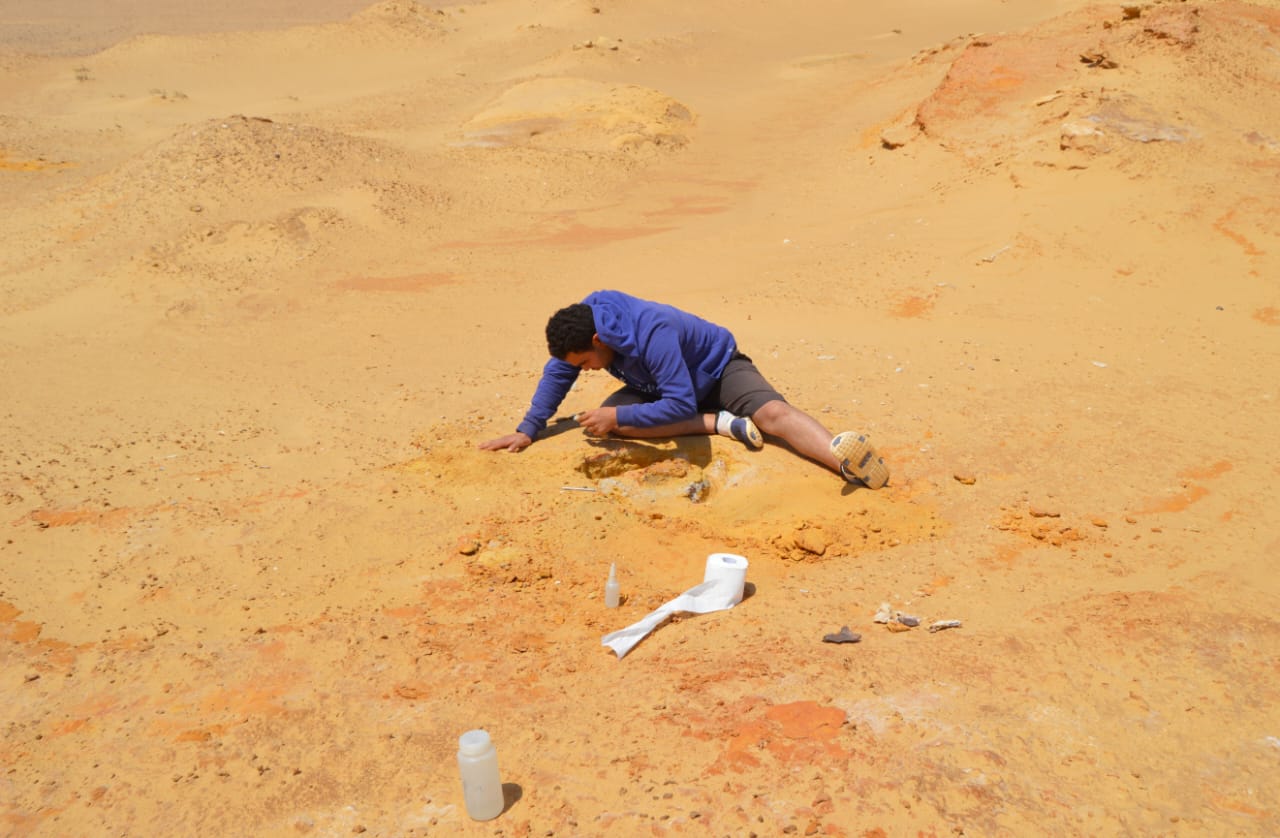 الكشف عن جنس جديد من الثدييات المفترسة