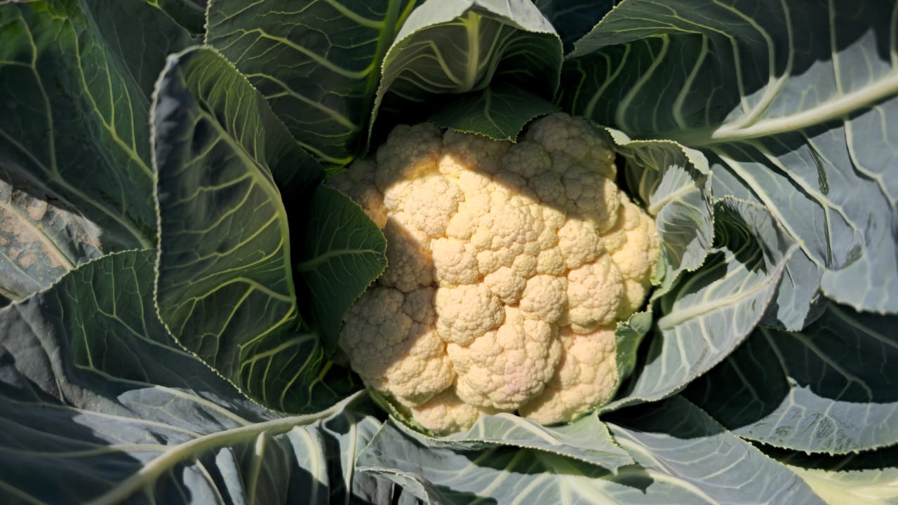 جامعة أسيوط تُطلق مبادرة لزراعة الأسطح دعمًا للاستدامة