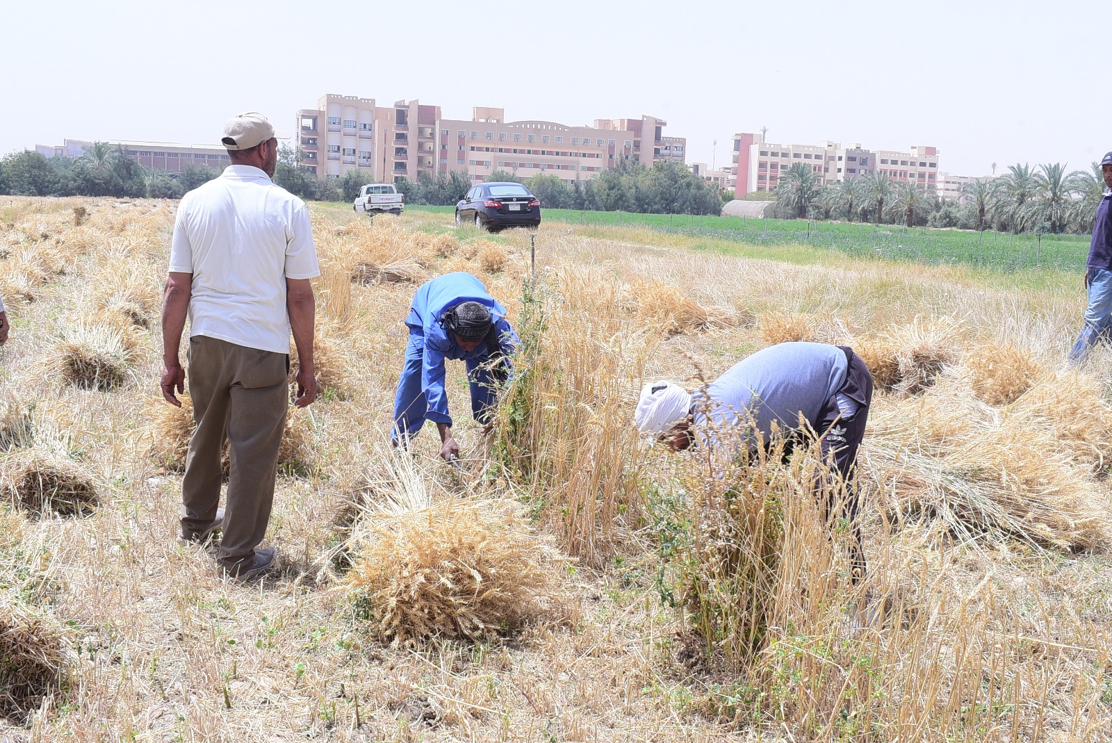 جامعة سوهاج تبدأ حصاد تقاوي القمح بمزرعتها التدريبية