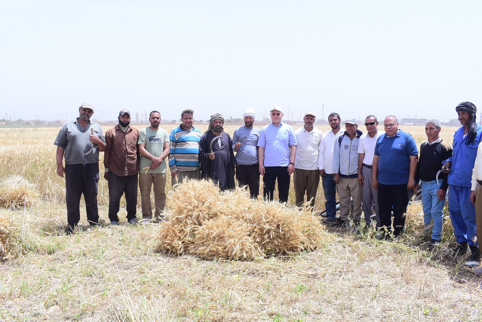 جامعة سوهاج تبدأ حصاد تقاوي القمح بمزرعتها التدريبية