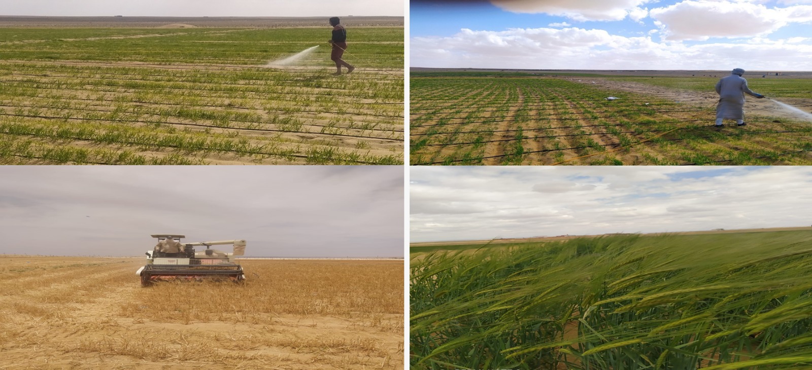 مشروع مزرعة المغرة الذكية بالصحراء يحقق الأمن الغذائي وفقًا لرؤية مصر 2030