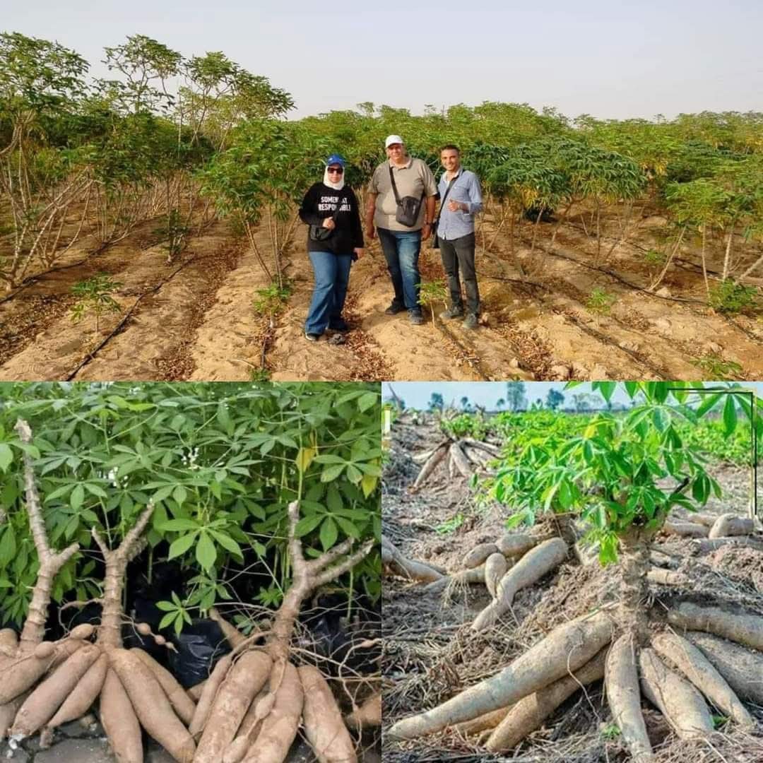 رئيس جامعة أسيوط يفتتح أول وحدة لإنتاج دقيق الكسافا لمرضى الحساسية