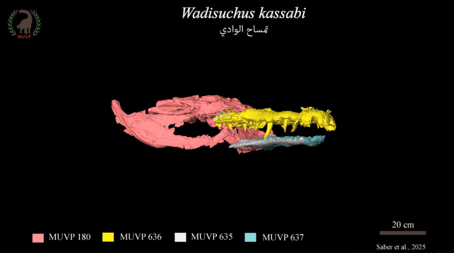 وزير التعليم العالي يهنئ جامعة المنصورة على اكتشاف تمساح الوادي التاريخي