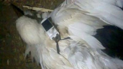 بالصور:  مواطن بقنا يعثر على طائر به أجهزة يشتبه أن تكون تصنت ويسلمه للجيش  