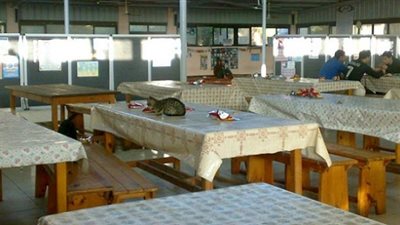 القطط والحشرات تستقبل محافظ بورسعيد بالمدينة الجامعية ببورفؤاد