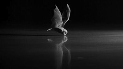 الإمارات..الخفافيش تختار رياض الأطفال سكنا لها 