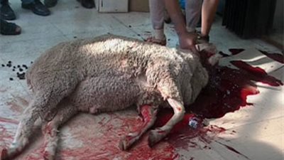 وكيل تعليم بورسعيد يقدم بلاغ  ضد ناظرمدرسة ذبح أضحية بالمدرسة