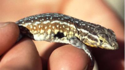 صعيدي يبيع سحلية صغيرة لسائح امريكي علي انها ديناصور