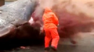 بالفيديو : جثة حوت ضخم تنفجر في وجه عالم أحياء!