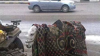 غدا .. موجة جديدة من البرد والامطار وتنتهي الجمعة