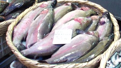 وزارة التموين تحظر بيع 8 انواع من السمك يؤدي للتسمم