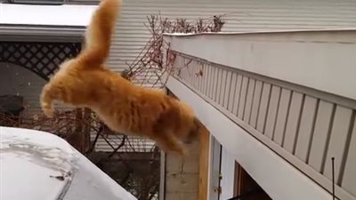 أربعة ملايين مشاهدة لفيديو 