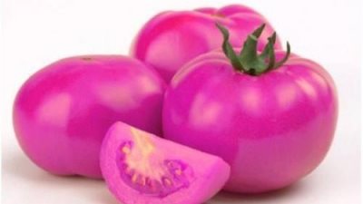 ماكستانيا طماطم ايطاليا للوقايه من السرطان