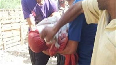 استئصال جزء من القولون نجل رئيس جامعة القاهرة بعد إصابته ب3طلقات خرطوش في أحداث الجامعة