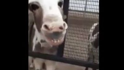 بالفيديو .. طفل يطلب من الحمار ان بيتسم .. شاهد ماذا حدث