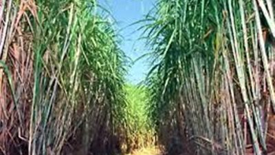 زراعة 120 ألف فدان بمحصول قصب السكر في قنا