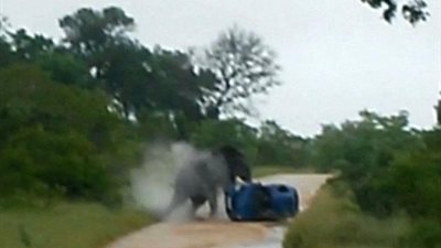 بالفيديو .. أنشغل بتصوير سرعته فأنقذه الله من جمل علي الطريق