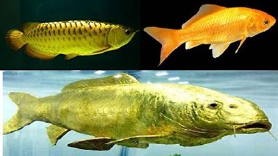 ارسال أسماك ذهبية إلى الفضاء