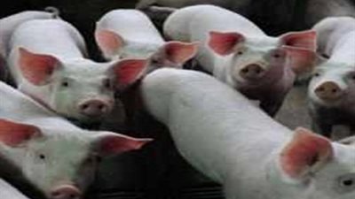 مصادر صحية بأسيوط : 18 حالة اشتباه بانفلونزاالخنازير ثلاثة إيجابية ووفاة اثنين وشفاء واحدة