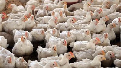 توزيع أكثر من 22 ألف دجاجة بمشروع دواجن شوشة بأسعار مخفضة بالمنيا