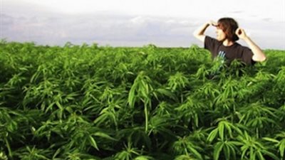 التعليم: القبض على معلم بقنا يزرع الحشيش وحبسه اربع ايام
