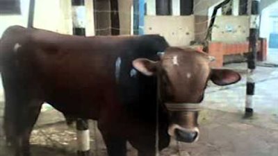 الثانوية الزراعية بالجيزة سلخانة..وتلقي مخالفاتها علي جارتها التجريبية