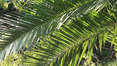 (الزراعة) تكشف أكبر عملية تهريب سعف نخيل لإسرائيل ولمركز يهودي في نيويورك وإبعاد 6 مسئولين