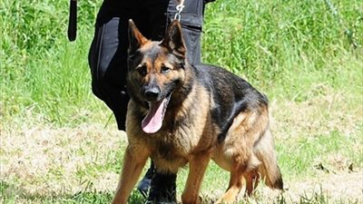 جامعة القاهرة تستعين بالكلاب البوليسية للبجث عن متفرقعات