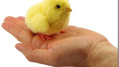 نفوق 14 ألف كتكوت واحتراق 12 طن علف فى حريق شب بمزرعة دواجن بالبحيرة