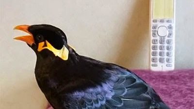 بالفيديو ..طائر يتحدث اللغة اليابانية بطلاقة !!