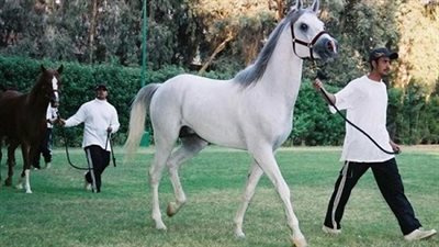 الشرقية تنظم مهرجان الحصان المصري بعد توقف ثلاث سنوات