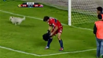 بالفيديو: الامن  ينقذ كلب من بين يد لاعب اثناء مباراة كرة قدم