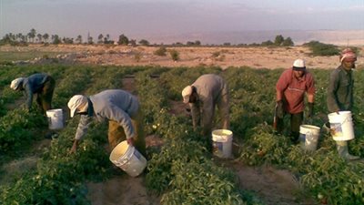 بدء قبول طلبات العمالة الزراعية الراغبة فى العمل بالسعودية