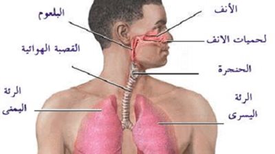 بدران ..الصيف فرصة للسيطرة علي مرض الربو