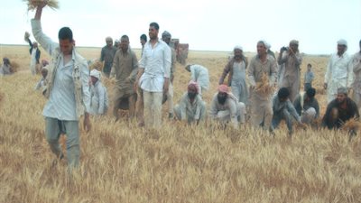 طلاب بجامعة سوهاج يطورون إنتاجية فدان القمح من 8 إلى 28 أردبا