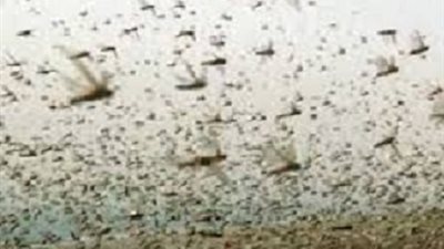 الجراد يهاجم مصر من جديد