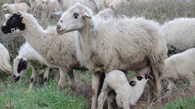 نادر نور الدين: التوسع في إنتاج اللحوم الحمراء 