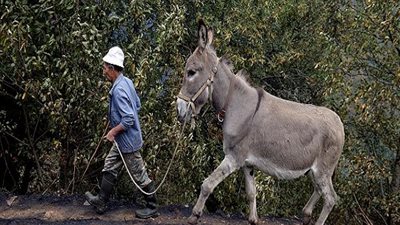 تعرف علي قصة أشهر حمار في مصر الان ..و
