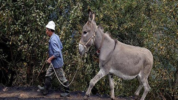 الحمار المحظوظ