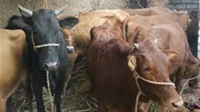 عصابة تسرق المواشى وتقتل صاحبها بأسيوط