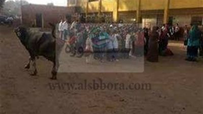 التعليم تحيل واقعة 