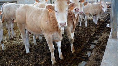 طلاب جامعة عين شمس يلتهمون 20 عجلا و15 الف دجاجة و8 الاف بيضة شهريا