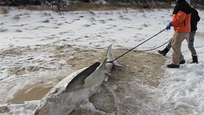 موجة برد قارس تتسبب فى قتل أسماك القرش 