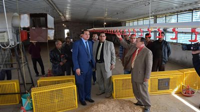 تشغيل عنبر بدارى دجاج تسمين اللحم بكلية الزراعة بسوهاج