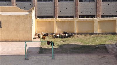 بالصور|  مدارس كفر الشيخ تقوم بتربية الماعز بدلا من التلاميذ.. والمديرية تلغي تكليف مدير المدرسة