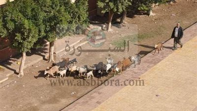 الغاء تكليف مدير مدرسة فى دسوق بسبب تواجد 